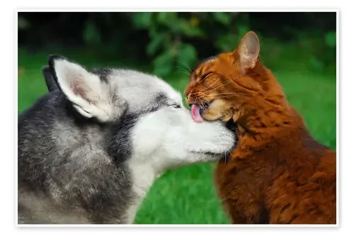 Somali cat gives the muzzle of a Siberian Husky a catlick de Katho Menden