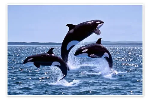 Sonido de orquesta de ballenas de Gérard Lacz imageBROKER