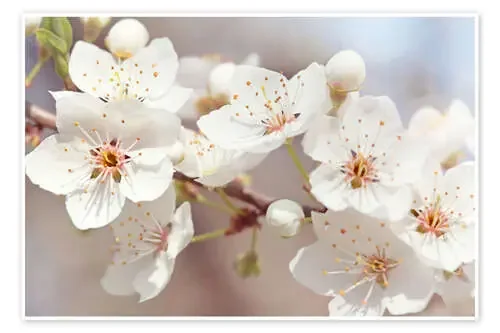 Spring blossoms against a blue sky de Elena Schweitzer