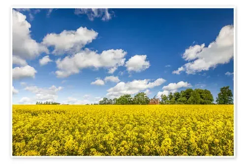 Spring in yellow and blue on Bornholm de Christian Müringer