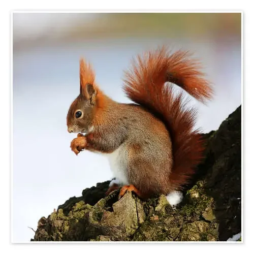 Squirrel de Marcel Schauer