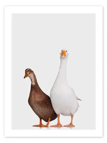 Sr Ganso y Sra. Pata de Animal Kids Collection Editors Choice