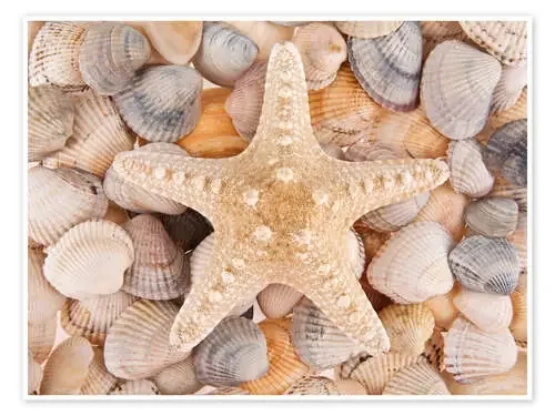 Starfish on cockleshells Editors Choice