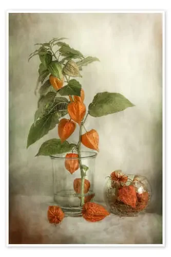 Still life with Physalis de Mandy Disher