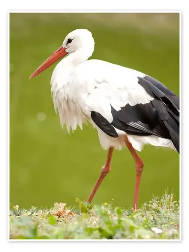 Stork on a hike Editors Choice