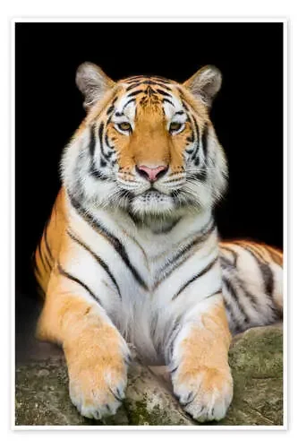 Sumatran Tiger Editors Choice