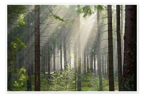 Sun rays in the forest de Dave Derbis