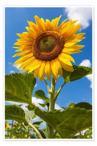sunflower de Gerhard Wild