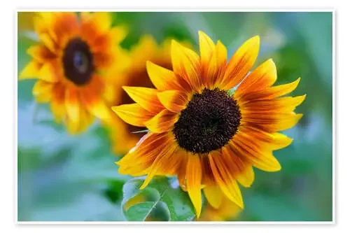 sunflower de Jörg Gamroth
