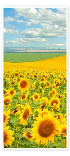 Sunflower Field Editors Choice