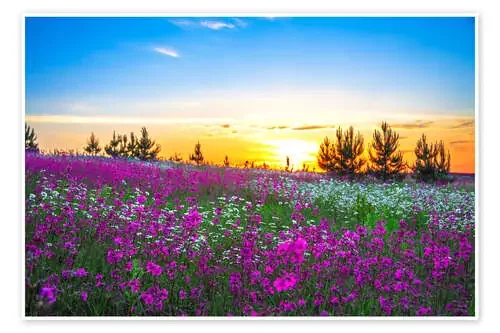 Sunrise over a blossoming meadow Editors Choice