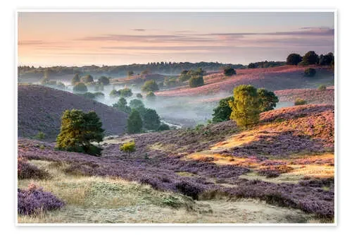 Sunrise over mist and heath de Sander Grefte