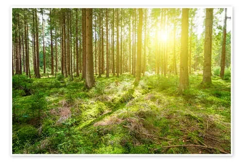 Sunshine in Forest de euregiophoto