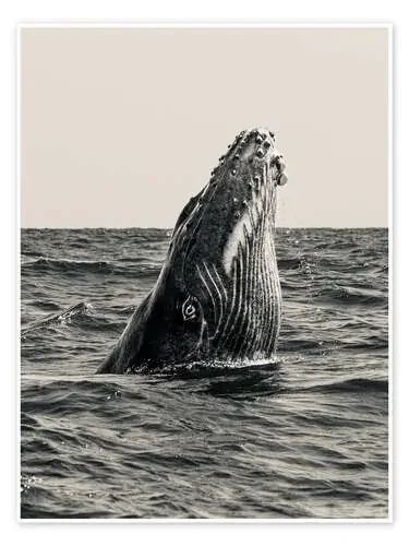 Surfacing Whale 1x