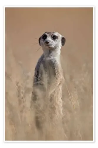 Suricata curioso de James Hager Robert Harding