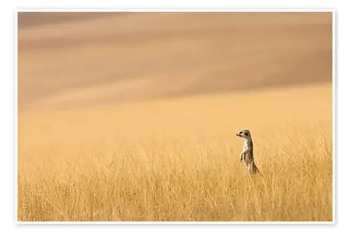 Suricatas en la pradera de Janet Muir Danita Delimont
