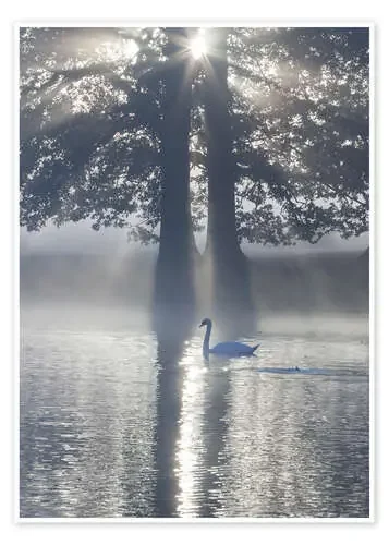 Swan on misty lake de Alex Saberi