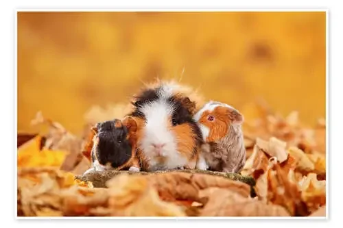 Swiss Teddy Guinea Pigs de Petra Wegner imageBROKER