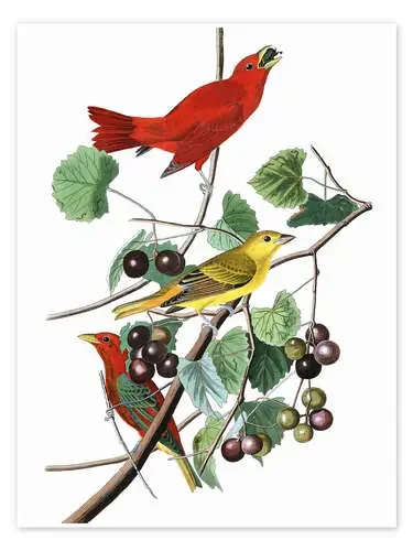 Tánger de verano de John James Audubon Master Collection