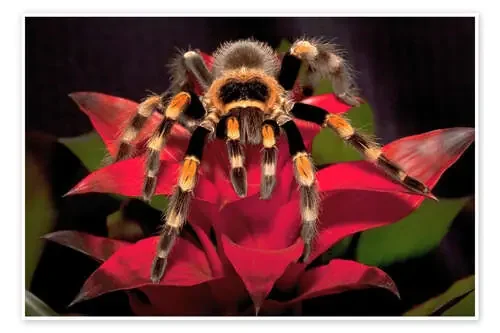 Tarántula rodilla roja de Dennis Flaherty Danita Delimont