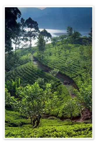 Tea plantation and lake, Sri Lanka de Paul Kennedy