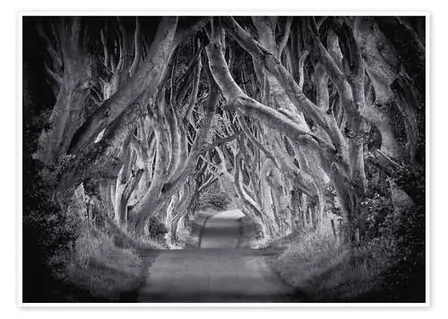 The Dark Hedges de Carsten Meyerdierks