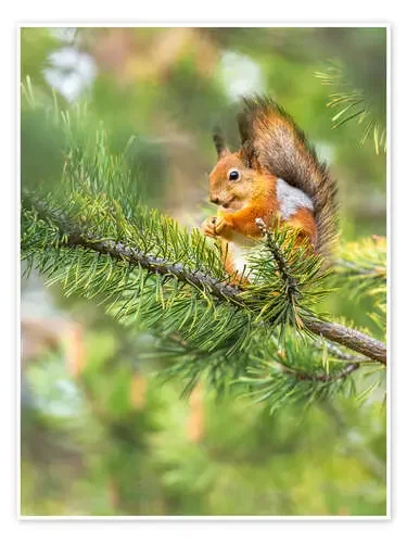 The happy squirrel de Moqui, Daniela Beyer