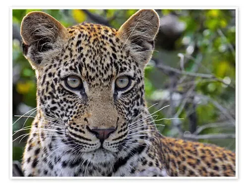 The leopard – Africa wildlife de wiw