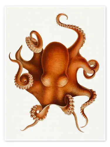 The Polypus Levis Octopus de Carl Chun Nook Vintage Archive
