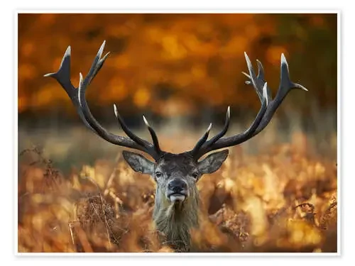 The stag king of fire de Alex Saberi