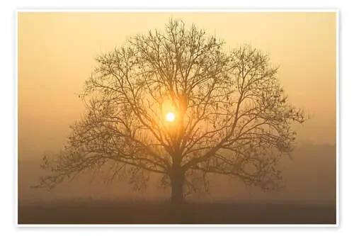 The sun in the tree crown de Bernhard Kaiser