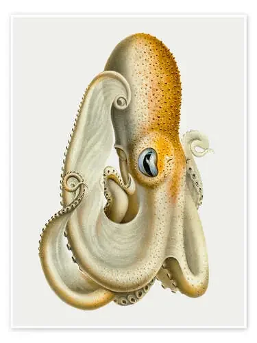 The Velodona Togata Octopus (Side) de Carl Chun Nook Vintage Archive