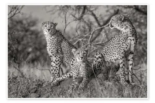 Three cats de Jaco Marx 1x