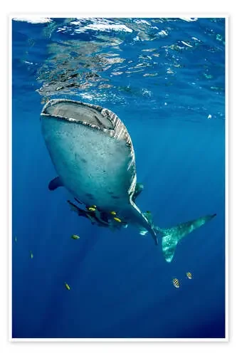 Tiburón ballena bajo el agua de Pete Oxford Danita Delimont