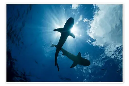 Tiburones punta negra de Dave Fleetham Design Pics