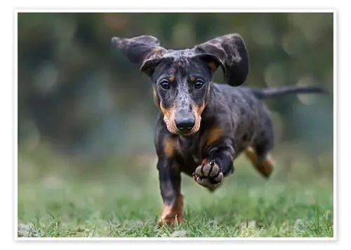 Tiger Dachshund de Heidi Bollich