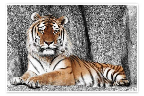 tiger de Janina Bürger