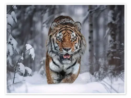 Tiger in the Snow 1x