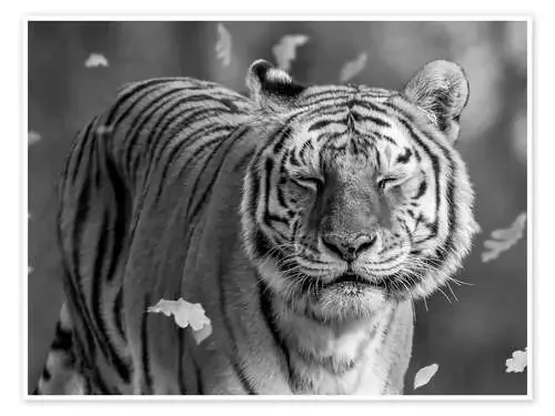 Tiger in the Wind 1x