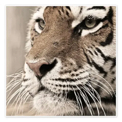 Tigerportrait de Marcel Schauer