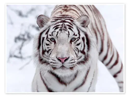 Tigre blanco de Bengala Editors Choice