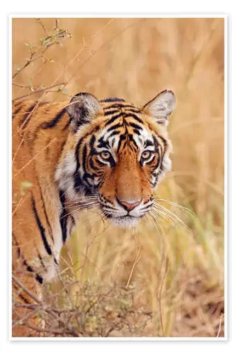 Tigre de bengala real de Jagdeep Rajput Danita Delimont