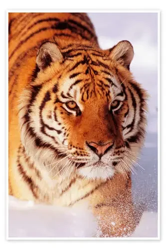Tigre siberiano de John Hyde Design Pics