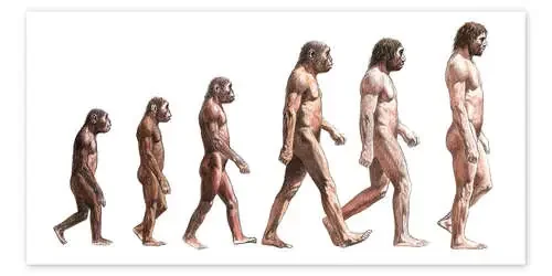Timeline of human evolution, artwork de Lionel Bret Science Photo Library