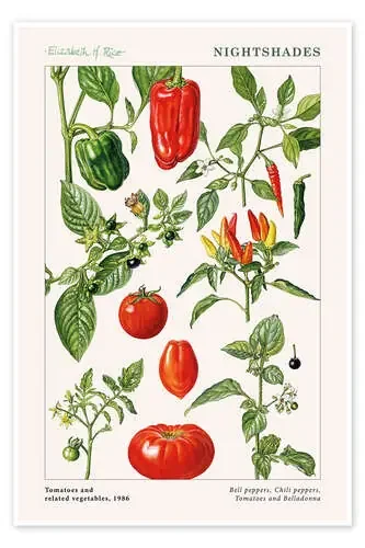 Tomatoes and other nightshades, 1986 de Elizabeth Rice Bridgeman Images