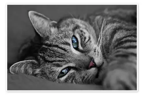 Tomcat Ali de Heidi Bollich