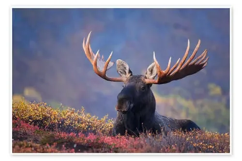 Toro de alces en Alaska de Milo Burcham Design Pics