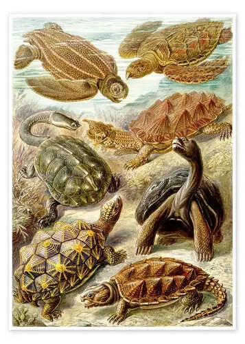 Tortugas, Chelonia (Obras de arte de la naturaleza, 1899) de Ernst Haeckel Master Collection