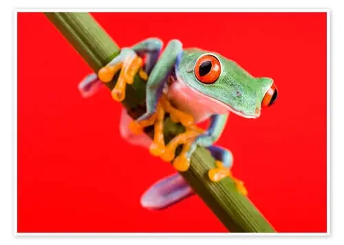 Tree frog on red Editors Choice