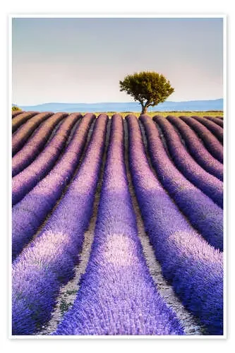 Tree in a lavender field, Provence de Matteo Colombo